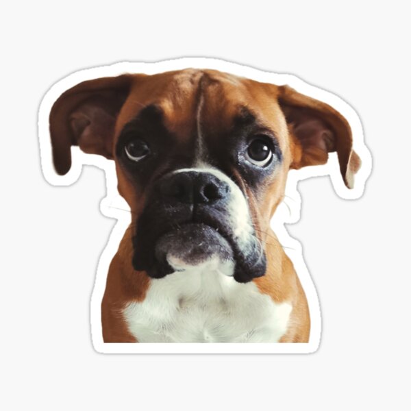 Boxer dog head Sticker