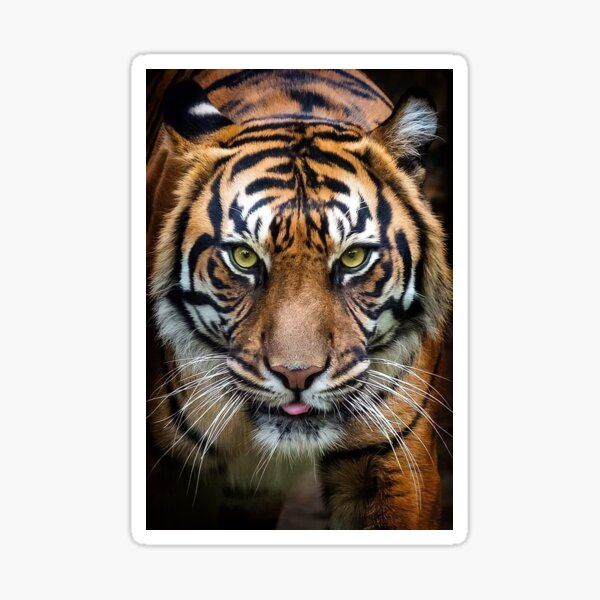 Artikelvorschau, Fantastischer Tiger aus nächster Nähe entworfen und verkauft von Maddie4Real.