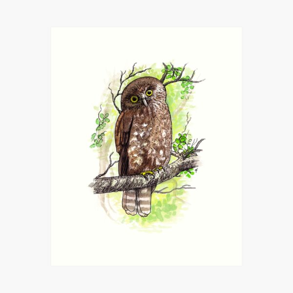 Morepork Owl Watercolour Art Print
