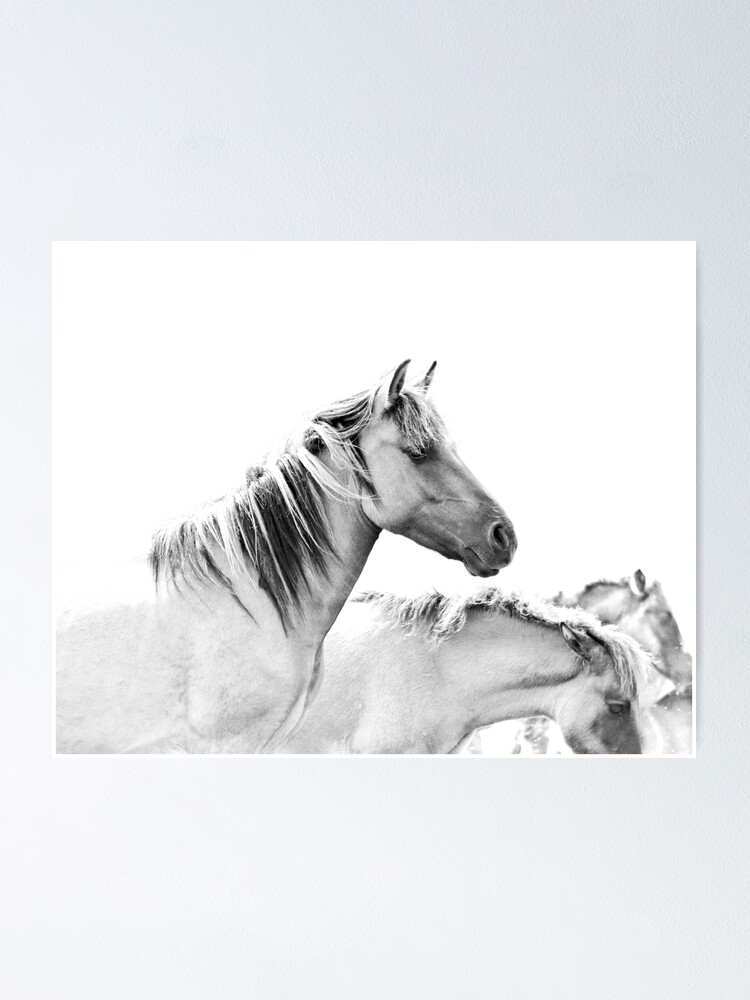 "Horses White Horse Horse Photography Black and White Horses