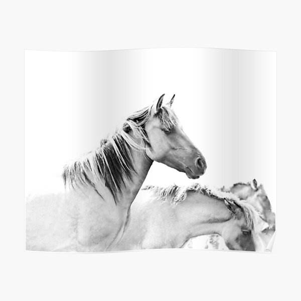 horses-white-horse-horse-photography-black-and-white-horses