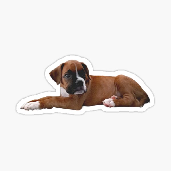 lying boxer puppy Sticker
