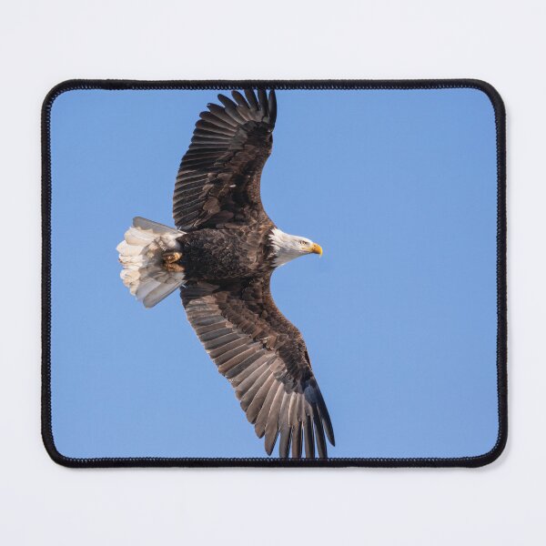 Item preview, Bald Eagle 2019-20-1 designed and sold by Thomasyoung.