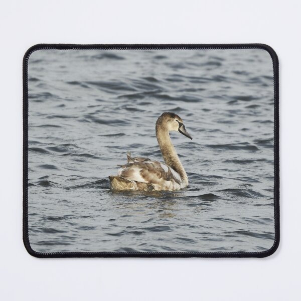 Item preview, Young Swan on a Lake designed and sold by rwhooster.