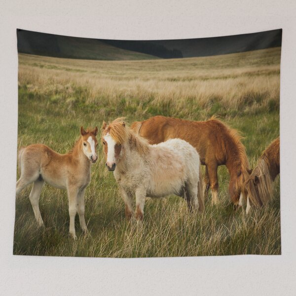 Item preview, A Family of Ponies designed and sold by heidipics.
