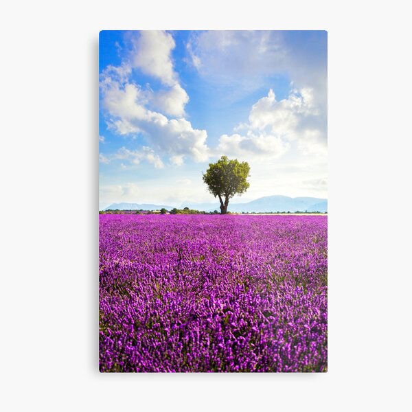 Lavender field and lonely tree. Provence, France Metal Print