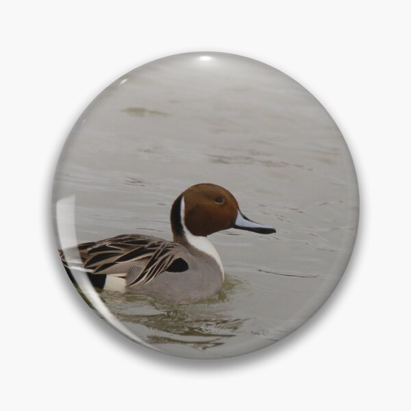 Item preview, Posing pintail designed and sold by miradorpictures.