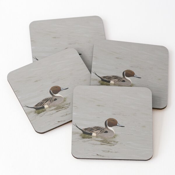 Item preview, Posing pintail designed and sold by miradorpictures.