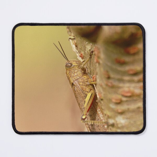 Item preview, Lovely locust designed and sold by miradorpictures.