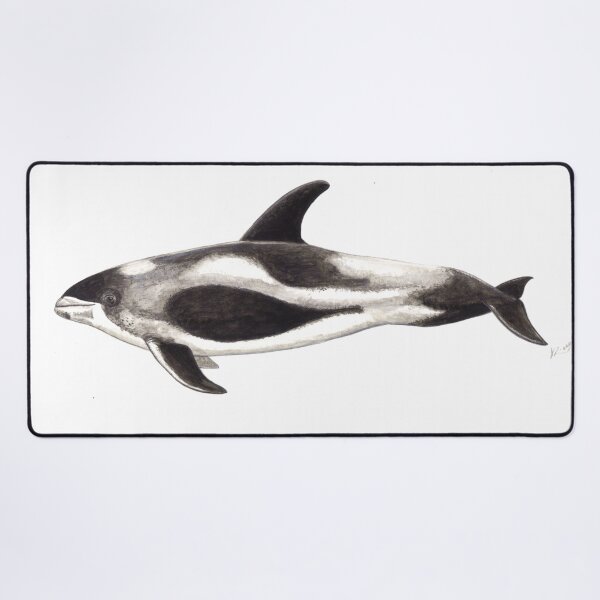 Item preview, White-beaked Dolphin  (Lagenorhynchus albirostris)  designed and sold by chloeyzoard.