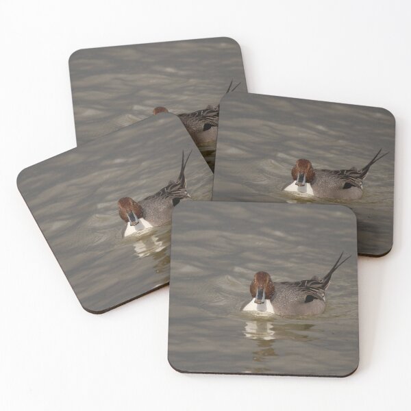 Item preview, Perfect pintail designed and sold by miradorpictures.