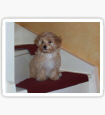 havanese puppy on stair Sticker