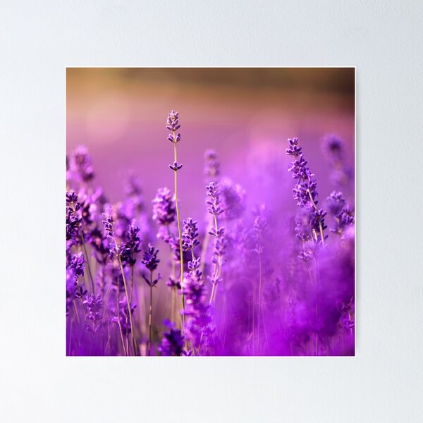 Item preview, Vibrant Dark Purple Lavender Flowers designed and sold by silviaol.