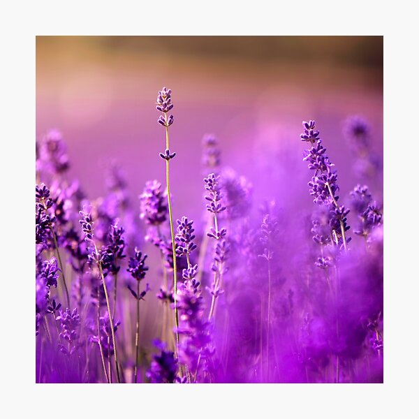 Item preview, Vibrant Dark Purple Lavender Flowers designed and sold by silviaol.