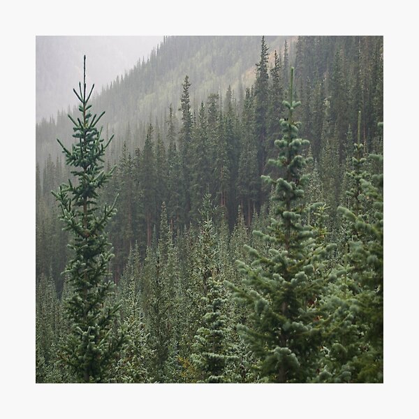 Item preview, Tall coniferous trees in a forest designed and sold by NewPrint.