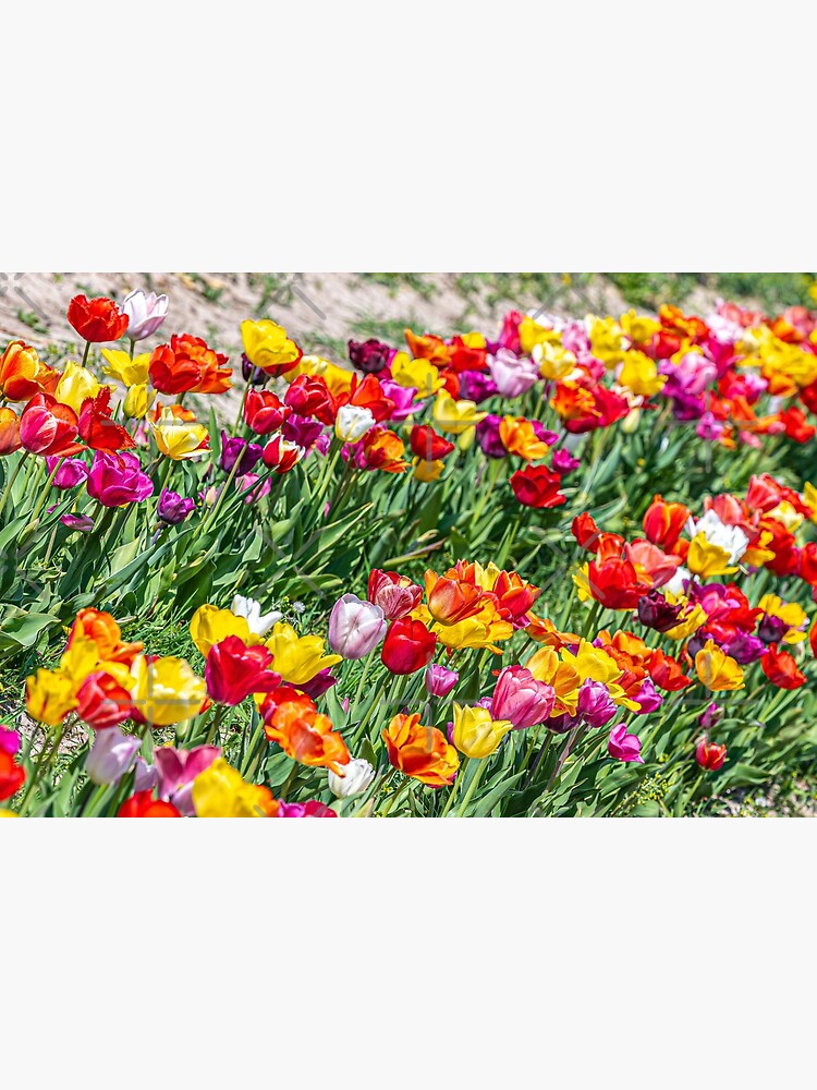 "Blumen Zum Selber Schneiden" Poster by StewieStrout | Redbubble