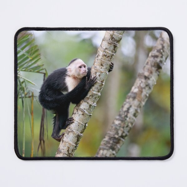Item preview, Capuchin Monkey designed and sold by mlorenz.