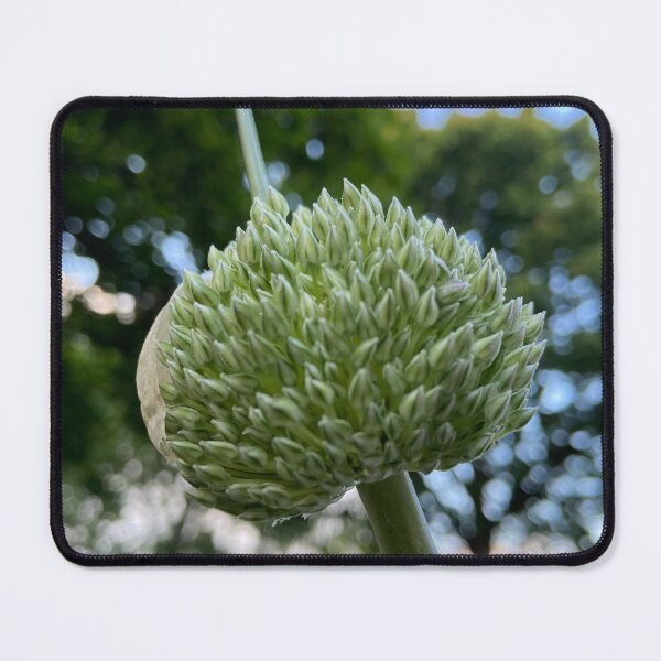 Item preview, Allium,white flower     by Lorraine (My- Joy) designed and sold by Lorraine Lashley  - My Joy..