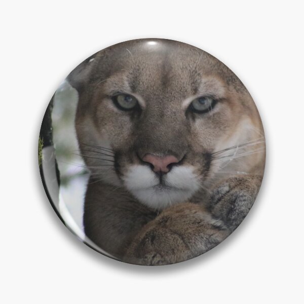 Item preview, Cougar (Mountain Lion) Photograph designed and sold by AnimalLover4eva.