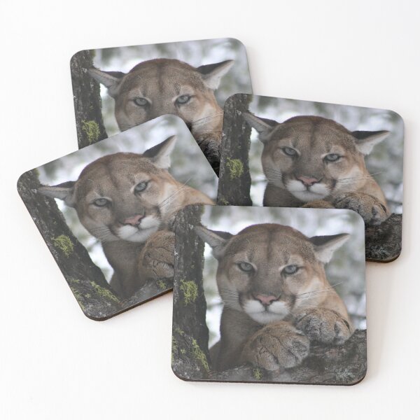 Item preview, Cougar (Mountain Lion) Photograph designed and sold by AnimalLover4eva.