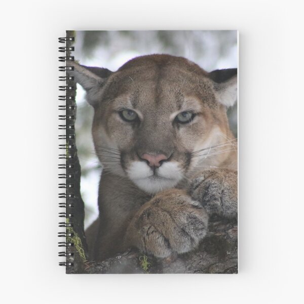 Item preview, Cougar (Mountain Lion) Photograph designed and sold by AnimalLover4eva.