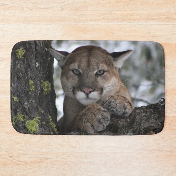 Item preview, Cougar (Mountain Lion) Photograph designed and sold by AnimalLover4eva.