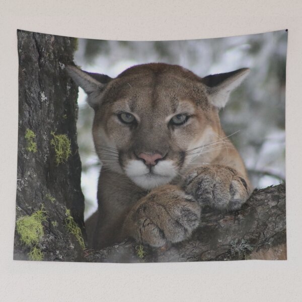 Item preview, Cougar (Mountain Lion) Photograph designed and sold by AnimalLover4eva.