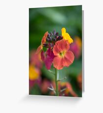 Colourful Greeting Card