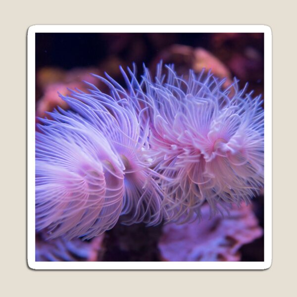 Item preview, Purple Sea Anemone designed and sold by silviaol.