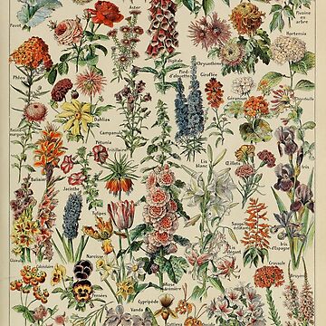 Aperçu de l'œuvre Vintage Français Fleurs Botaniques Adolphe Millot Fleurs de ind3finite