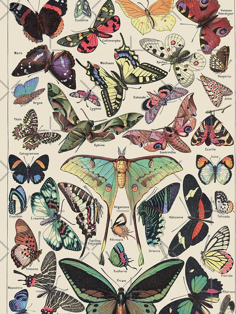 Discover Vintage French Butterfly Chart - Adolphe Millot iPhone Case