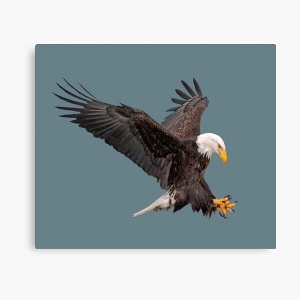 Wisconsin Photography Matted and Signed Print Perched Bald Eagles ...