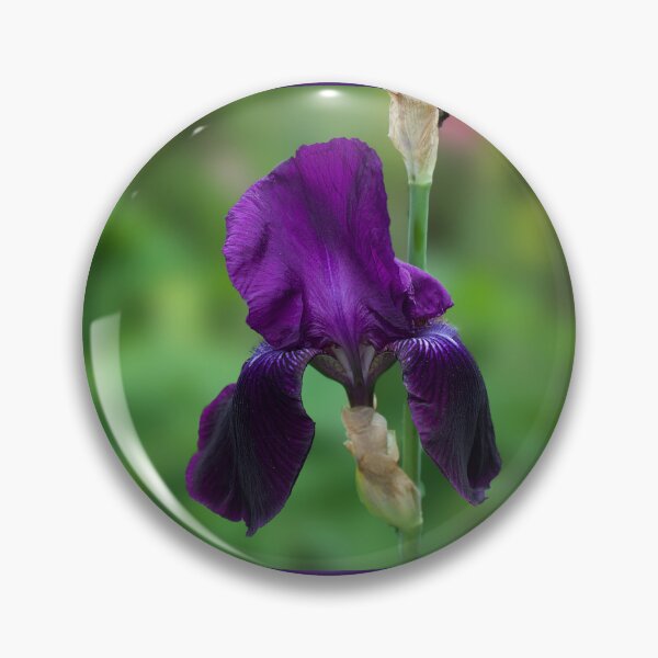 Item preview, Iris Purple Velvet  designed and sold by Alisonchambers2.