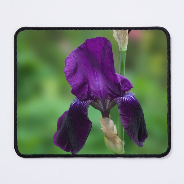 Item preview, Iris Purple Velvet  designed and sold by Alisonchambers2.