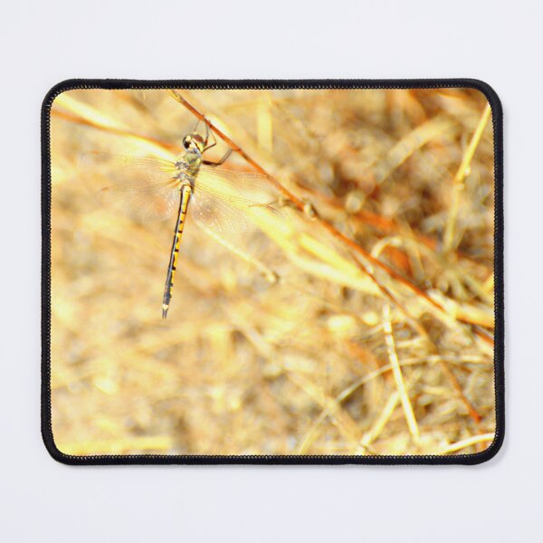 Item preview, Dragonfly in golden grasses designed and sold by imaginethis.