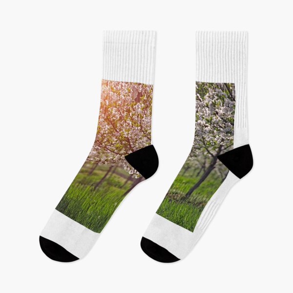 Item preview, cherry orchard trees in springtime agriculture designed and sold by goceris.
