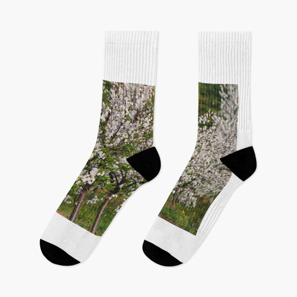 Item preview, cherry orchard trees in springtime designed and sold by goceris.