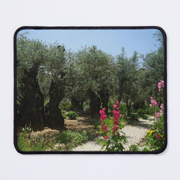 Item preview, The garden of Gethsemane olive trees designed and sold by nikawanders.