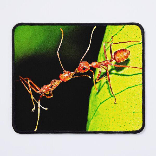 Item preview, ant photo with high resolution quality designed and sold by Allyouneed-2.