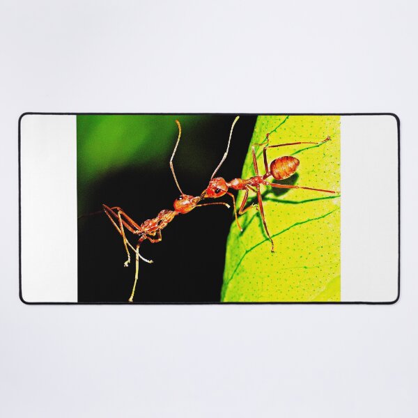 Item preview, ant photo with high resolution quality designed and sold by Allyouneed-2.
