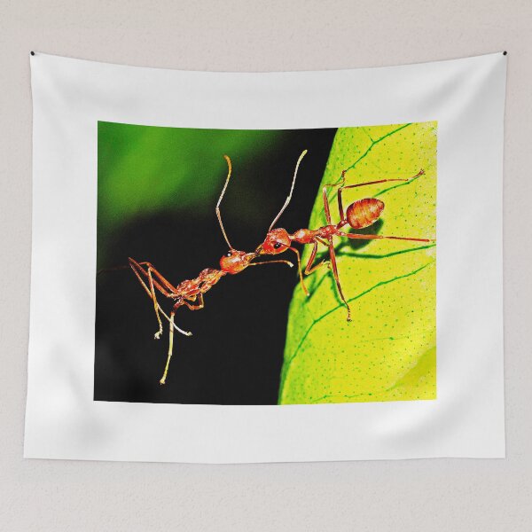 Item preview, ant photo with high resolution quality designed and sold by Allyouneed-2.