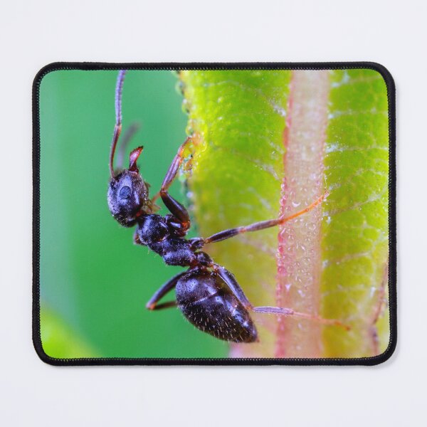 Item preview, ant photo with high resolution quality designed and sold by Allyouneed-2.