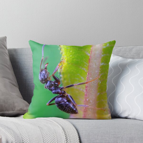 Item preview,  ant photo with high resolution quality designed and sold by Allyouneed-2.
