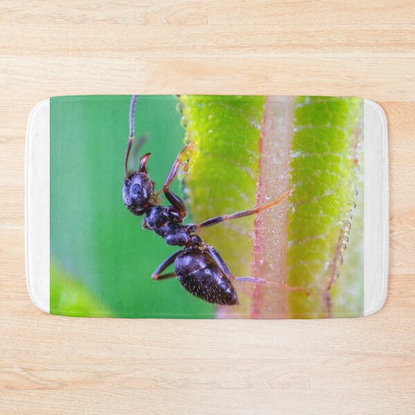 Item preview,  ant photo with high resolution quality designed and sold by Allyouneed-2.