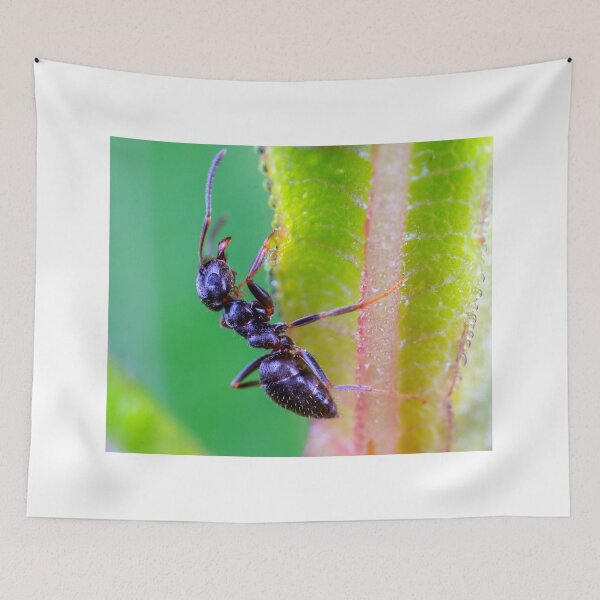 Item preview,  ant photo with high resolution quality designed and sold by Allyouneed-2.