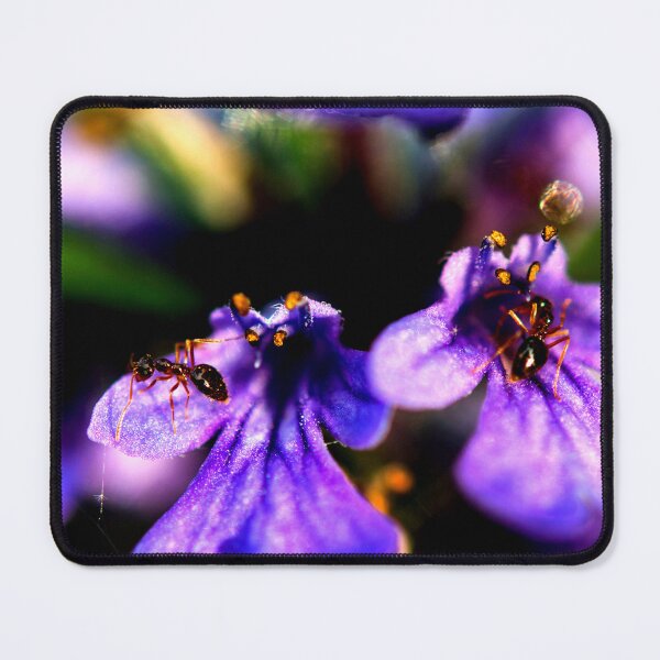 Item preview, ant photo with high resolution quality designed and sold by Allyouneed-2.