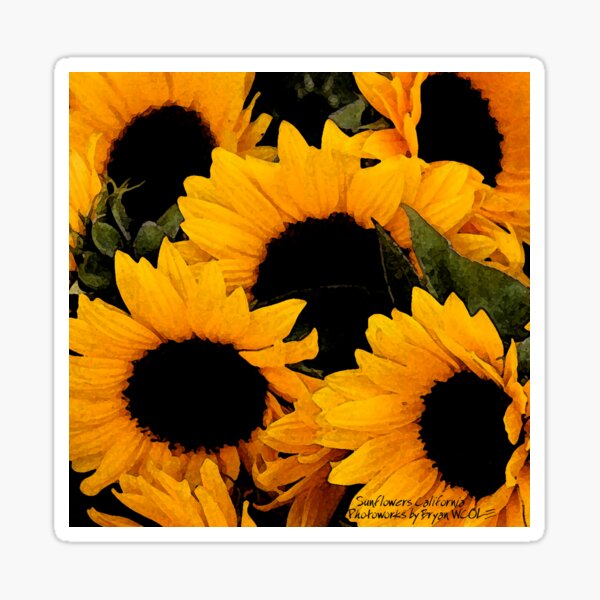 Santa Barbara Sunflowers (2006) Sticker
