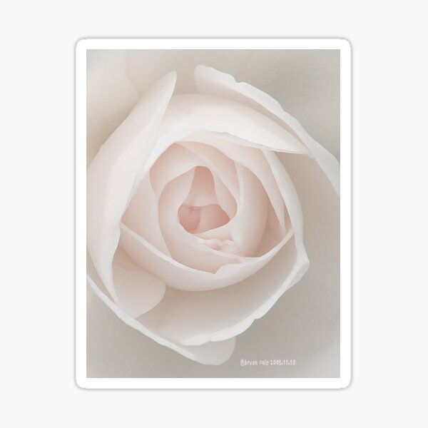 Painted Rose Sticker