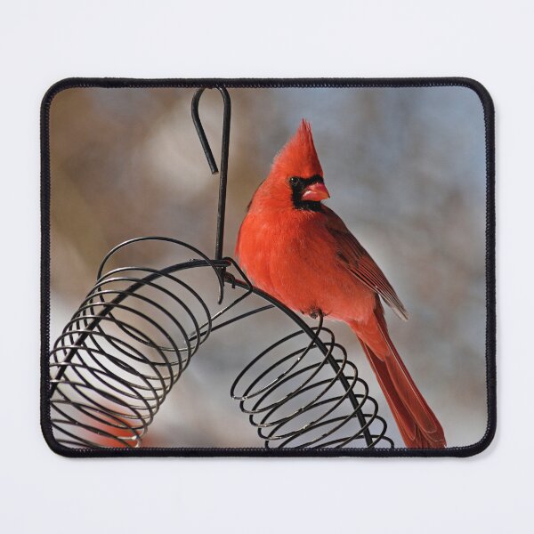 Item preview, Cardinal designed and sold by Brad Chambers.