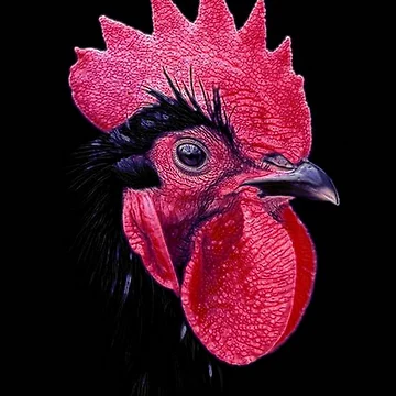 Artwork thumbnail, BLACK ROOSTER by michaeltodd